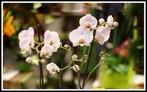 Plantes