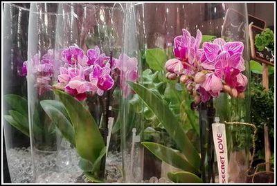 Rose Orange Fleuriste Bruxelles Fleurs Livraison Dans