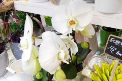 Orchidee_18.jpg