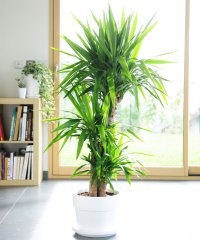 Plante_verte_06.jpg