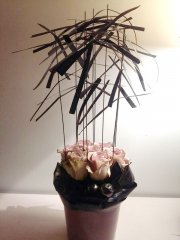 Plante_verte_07.jpg