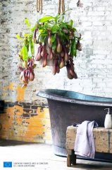 Plante_verte_08.jpg