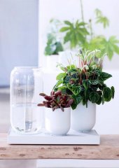 Plante_verte_11.jpg