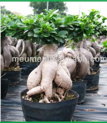 Plante_verte_24.jpg