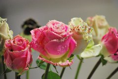 Bouquet_31.jpg