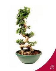 Bonzai_003.jpg