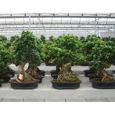 Bonzai_007.jpg