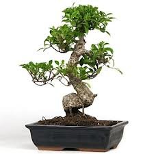 Bonzai_008.jpg