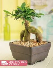 Bonzai_011.jpg